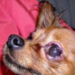Болезни глаз у собак – как их распознать