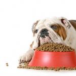 Собака отказывается от еды: возможные причины и способы оказания помощи