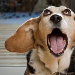 Сопли у собаки: причины, что делать, чем лечить