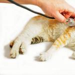 Цирроз — тяжёлое поражение печени у кошек